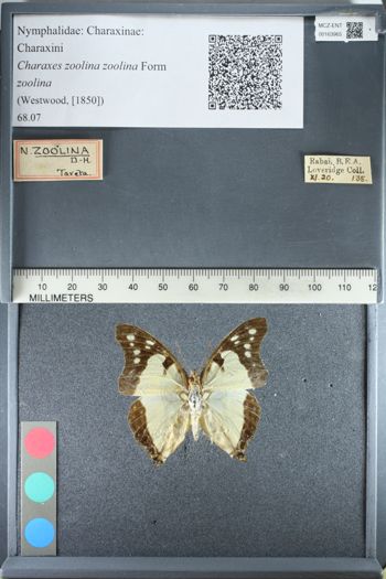Media type: image;   Entomology 163965